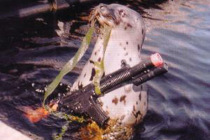 Тюлени борются с террористами