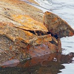 daugava_wreck-DSC01303.jpg