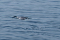 Горбатый кит у острова Фару