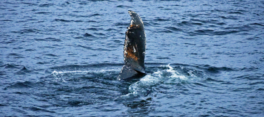 В Ботническом заливе снова замечен кит