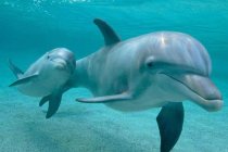 ВМФ купит новых дельфинов