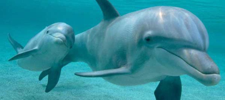 ВМФ купит новых дельфинов