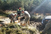 Земессарги очищают лес от поваленных бурей деревьев