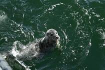 С патрульного корабля Морских сил в море выпущен тюленёнок, родившийся в зоологическом саду