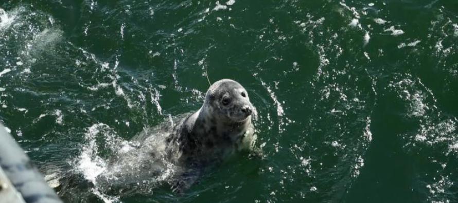 С патрульного корабля Морских сил в море выпущен тюленёнок, родившийся в зоологическом саду